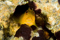 Blenny (Parablennius pilicornis) female at 'Punta Madonna' dive-site, Ponza Island, Italy, Tyrrhenian Sea, Mediterranean Sea.