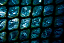 Fish farm net of sea cage with thousands of Gilt-head bream (Sparus aurata) Ponza Island, Italy, Tyrrhenian Sea, Mediterranean