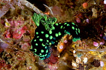 Nudibranch (Nembrotha cristata) Raja Ampat, Irian Jaya, West Papua, Indonesia, Pacific Ocean