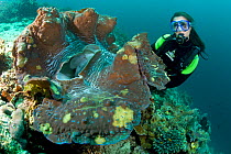 Scuba diver with giant clam (Tridacna gigas) Raja Ampat, Irian Jaya, West Papua, Indonesia, Pacific Ocean, vulnerable species.