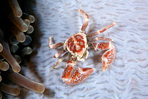 Spotted porcelain crab (Neopetrolisthes oshimai) on sea anemone, at Din ding warna banjak dive site, Kervo island, Raja Ampat, Irian Jaya, West Papua, Indonesia, Pacific Ocean