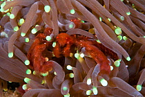 Orang-utan crab (Achaeus japonicus) on anemones, Waigeo island, Raja Ampat, Irian Jaya, West Papua, Indonesia, Pacific Ocean