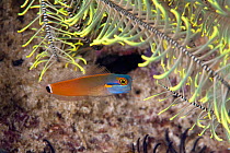Eyespot blenny (Ecsenius ops) Cendana Jetty, Waigeo island, Raja Ampat, Irian Jaya, West Papua, Indonesia, Pacific Ocean
