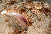 Detail of Eye of Tasselled wobbegong (Eucrossorhinus dasypogon) Cendana Jetty, Waigeo island, Raja Ampat, Irian Jaya, West Papua, Indonesia, Pacific Ocean