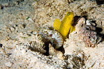 Banded shrimpgoby (Cryptocentrus cinctus) sharing burrow with Alpheus shrimp  (Apheus sp) Cendana Jetty, Waigeo island, Raja Ampat, Irian Jaya, West Papua, Indonesia, Pacific Ocean