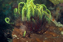 Crinoid (Crindoea) spawning large quantities of eggs in water, Cendana Jetty, Waigeo island, Raja Ampat, Irian Jaya, West Papua, Indonesia, Pacific Ocean
