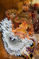 Scorpionfish (Scorpaena oxycephala) on Tube worm (Sabellastarte sanctijosephi)  Cendana Jetty, Waigeo island, Raja Ampat, Irian Jaya, West Papua, Indonesia, Pacific Ocean
