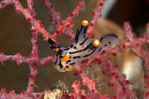 Nudibranch (Thecacera picta) Friwinbonda Point, Kri island, Raja Ampat, Irian Jaya, West Papua, Indonesia, Pacific Ocean