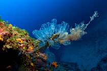 Tunicates (Clavelina lepadiformis) 'Le Formiche' dive-site, Ponza Island, Italy, Tyrrhenian Sea, Mediterranean Sea