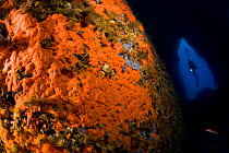 Rock covered with encrusting Red sponge (Spirastrella cunctatrix) and cave with scuba diver, Ponza Island, Italy, Tyrrhenian Sea, Mediterranean