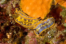 Couple of nudibranchs (Hypselodoris fontandraui) Ponza Island, Italy, Tyrrhenian Sea, Mediterranean