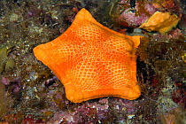 Penta star (Peltaster placenta) Ponza Island, Italy, Tyrrhenian Sea, Mediterranean