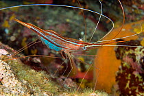 Shrimp (Plesionika narval) Ponza Island, Italy, Tyrrhenian Sea, Mediterranean