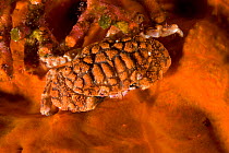 Button crab (Paractaea monodi) on encrusting red sponge, Ponza Island, Italy, Tyrrhenian Sea, Mediterranean