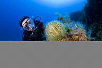 Scuba diver and Sea urchin (Echinus melo) Ponza Island, Italy, Tyrrhenian Sea, Mediterranean