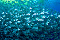 Thousand of Gilt-head bream (Sparus aurata) inside a sea cage used for aquaculture, Ponza Island, Italy, Tyrrhenian Sea, Mediterranean