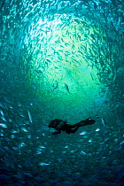 Diver with rebreather inside sea cage used for aquaculture with thousand of Gilt-head bream (Sparus aurata) Ponza Island, Italy, Tyrrhenian Sea, Mediterranean. Model released.