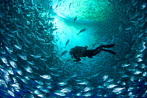 Diver with rebreather inside sea cage used for aquaculture with thousand of Gilt-head bream (Sparus aurata) Ponza Island, Italy, Tyrrhenian Sea, Mediterranean. Model released.