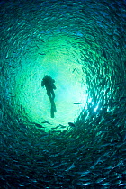 Diver with rebreather inside sea cage used for aquaculture with thousand of Gilt-head bream (Sparus aurata) Ponza Island, Italy, Tyrrhenian Sea, Mediterranean
