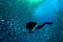 Diver with rebreather inside sea cage used for aquaculture with thousand of Gilt-head bream (Sparus aurata) Ponza Island, Italy, Tyrrhenian Sea, Mediterranean
