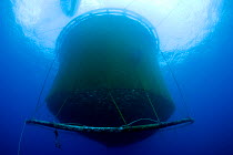 Underwater view of fish farm sea cage net containing  thousands of Gilt-head bream (Sparus aurata) Ponza Island, Italy, Tyrrhenian Sea, Mediterranean