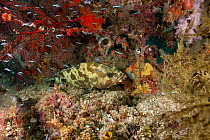 Camouflage grouper (Epinephelus polyphekadion) Raja Ampat, Irian Jaya, West Papua, Indonesia, Pacific Ocean