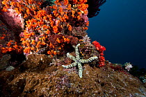 Warty sea star (Echinaster callosus) Window, Boo Island, Raja Ampat, Irian Jaya, West Papua, Indonesia, Pacific Ocean