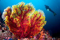Scuba diver and gorgonian sea fan (Acalycigorgia sp.) Fiabajet delight, Fiabajet Island, Raja Ampat, Irian Jaya, West Papua, Indonesia, Pacific Ocean