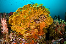 Gorgonian sea fan (Acalycigorgia sp.) Fiabajet delight, Fiabajet Island, Raja Ampat, Irian Jaya, West Papua, Indonesia, Pacific Ocean
