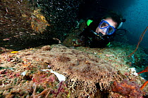 Scuba diver with Tasselled wobbegong (Eucrossorhinus dasypogon) Kaleidoscope Point, Pelee Island, Raja Ampat, Irian Jaya, West Papua, Indonesia, Pacific Ocean