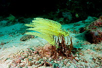 Ascidian (Perophora namei) Mellisas garden, Kervo island, Raja Ampat, Irian Jaya, West Papua, Indonesia, Pacific Ocean