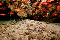 Tasselled wobbegong (Eucrossorhinus dasypogon) Cendana Jetty, Waigeo island, Raja Ampat, Irian Jaya, West Papua, Indonesia, Pacific Ocean
