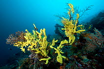 Tunicates (Clavelina sp) covering a seafan branches, Friwinbonda Point, Kri island, Raja Ampat, Irian Jaya, West Papua, Indonesia, Pacific Ocean