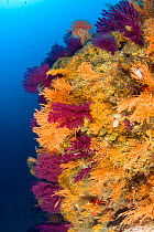 Red seafan (Paramuricea clavata) Yellow gorgonian (Eunicella cavolini) and Yellow Cluster Anemone (Parazoanthus axinellae) Punta Sant'Angelo dive-site, Ischia Island, Italy, Tyrrhenian Sea, Mediterran...