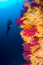 Scuba diver and Red seafan (Paramuricea clavata) Yellow gorgonian (Eunicella cavolini) and Yellow Cluster Anemone (Parazoanthus axinellae), Punta Sant'Angelo dive-site, Ischia Island, Italy, Tyrrhenia...