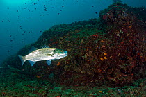European seabass (Dicentrarchus labrax) Ischia Island, Italy, Tyrrhenian Sea, Mediterranean