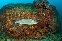 European seabass (Dicentrarchus labrax) Ischia Island, Italy, Tyrrhenian Sea, Mediterranean