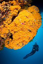 Scuba diver and Yellow cluster anemone (Parazoanthus axinellae) Ischia Island, Italy, Tyrrhenian Sea, Mediterranean