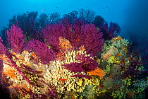 Red seafan (Paramuricea clavata) Yellow gorgonian (Eunicella cavolini), Yellow sponges (Aplysina cavernicola) and Yellow cluster anemone (Parazoanthus axinellae) Punta Sant'Angelo dive-site, Ischia Is...