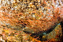 Narwal shrimp (Plesionika narval) in cave, Ischia Island, Italy, Tyrrhenian Sea, Mediterranean