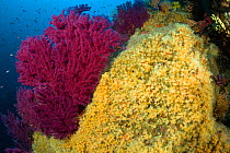 Red seafan (Paramuricea clavata) and Yellow cluster anemone (Parazoanthus axinellae) Ischia Island, Italy, Tyrrhenian Sea, Mediterranean