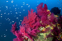 Red seafan (Paramuricea clavata) and fish, Ischia Island, Italy, Tyrrhenian Sea, Mediterranean