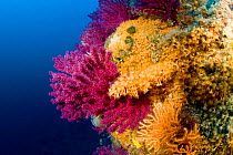 Red seafan (Paramuricea clavata) and Yellow cluster anemone (Parazoanthus axinellae) Punta Sant'Angelo dive-site, Ischia Island, Italy, Tyrrhenian Sea, Mediterranean