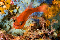 Cardinal fish (Apogon imberbis) with eggs in the mouth, Ischia Island, Italy, Tyrrhenian Sea, Mediterranean