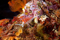 Nudibranch (Cratena peregrina) Ischia Island, Italy, Tyrrhenian Sea, Mediterranean