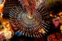 Spirograph worm (Sabella spallanzani) Ischia Island, Italy, Tyrrhenian Sea, Mediterranean