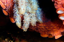 Octopus (Octopus vulgaris) with eggs, Ischia Island, Italy, Tyrrhenian Sea, Mediterranean