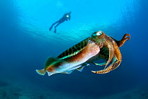 Scuba diver and Common Cuttlefish (Sepia officinalis) The Cave dive site, Vis Island, Croatia, Adriatic Sea, Mediterranean