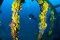Scuba diver and Yellow sponges (Aplysina cavernicola) on Brioni Steamship wreck, Vis Island, Croatia, Adriatic Sea, Mediterranean