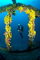 Scuba diver and yellow sponges (Aplysina cavernicola) on Brioni Steamship wreck, Vis Island, Croatia, Adriatic Sea, Mediterranean. Model released.